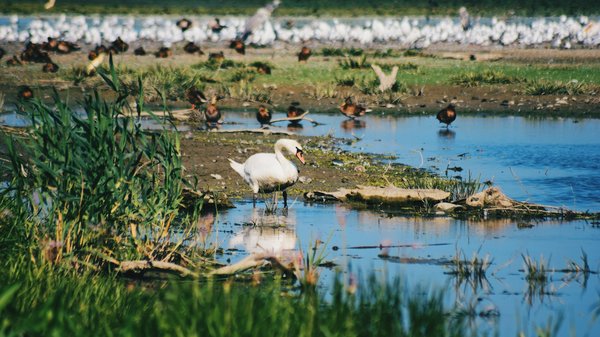 Quels sont les meilleurs spots pour l'observation des oiseaux dans le delta du Danube, Roumanie?